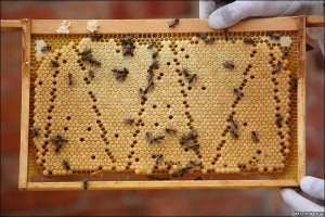 Capped brood frame